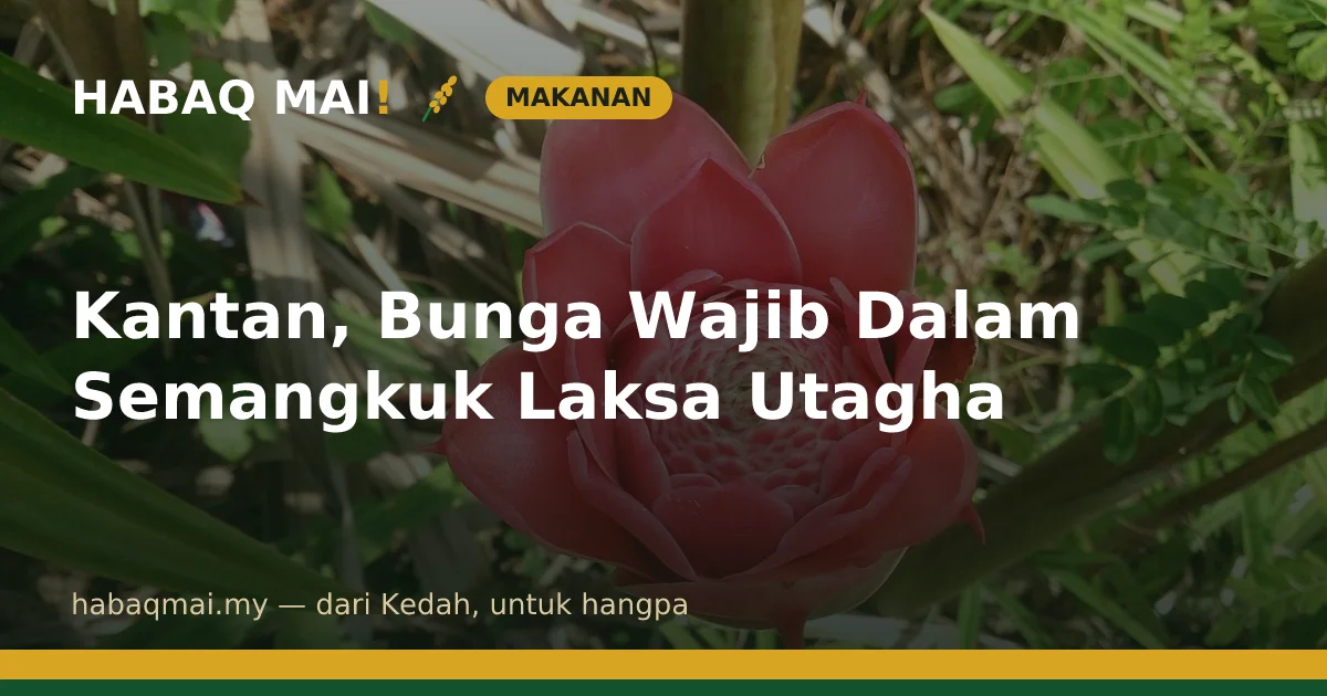 Kantan, Bunga Wajib Dalam Semangkuk Laksa Utagha