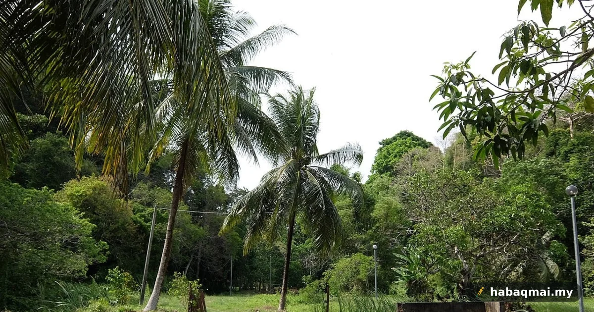 Pokok Nipah: Sembilan Guna, Tak Satu Pun Teghbuang