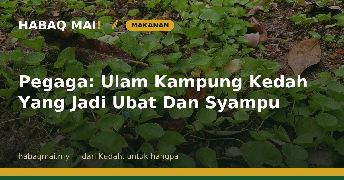 Pegaga: Ulam Kampung Kedah Yang Jadi Ubat Dan Syampu