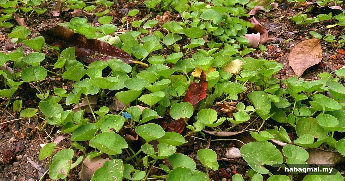 Pegaga: Ulam Kampung Kedah Yang Jadi Ubat Dan Syampu