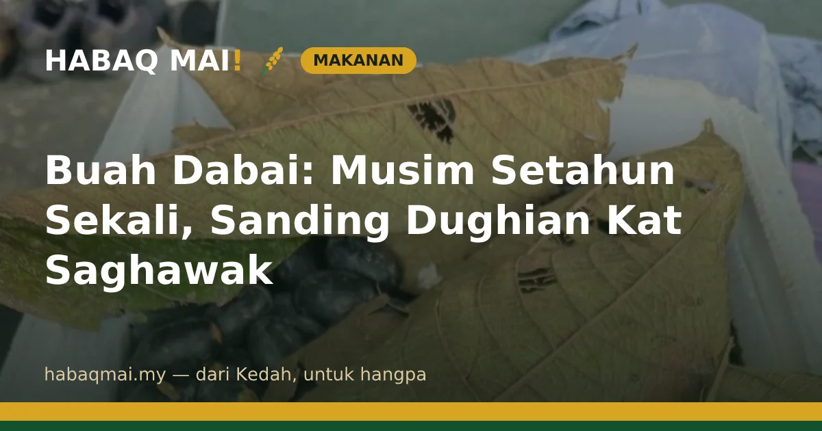 Buah Dabai: Musim Setahun Sekali, Sanding Dughian Kat Saghawak