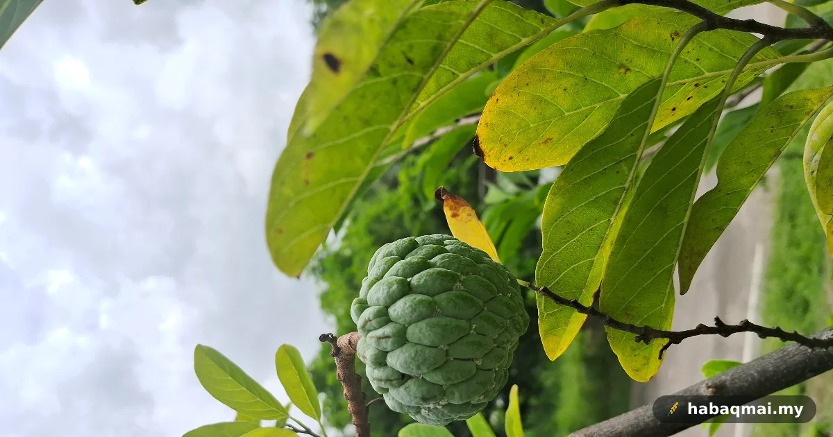 Nona Serikaya, Buah Manih Perhiasan Halaman Ghumah