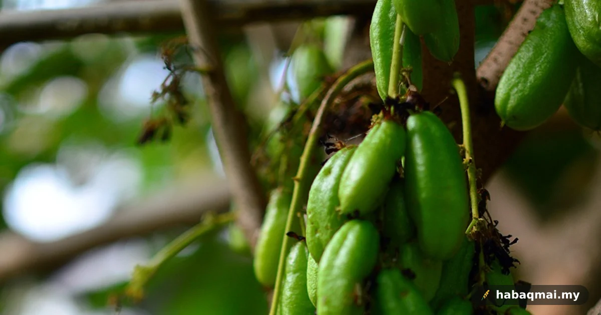 Belimbing Buluh: Buah Masam Belakang Ghumah Yang Menyedapkan Masakan