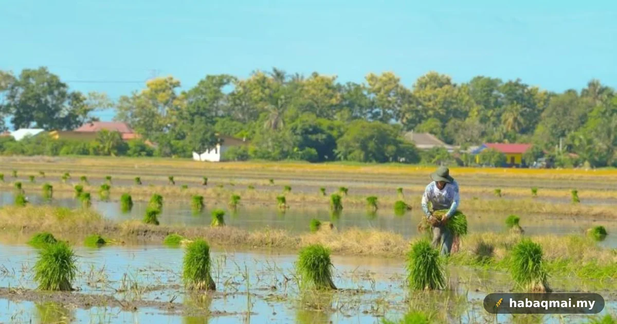 Baja Mada Lewat, Pesawah Tetap Rugi Walaupun Sampai
