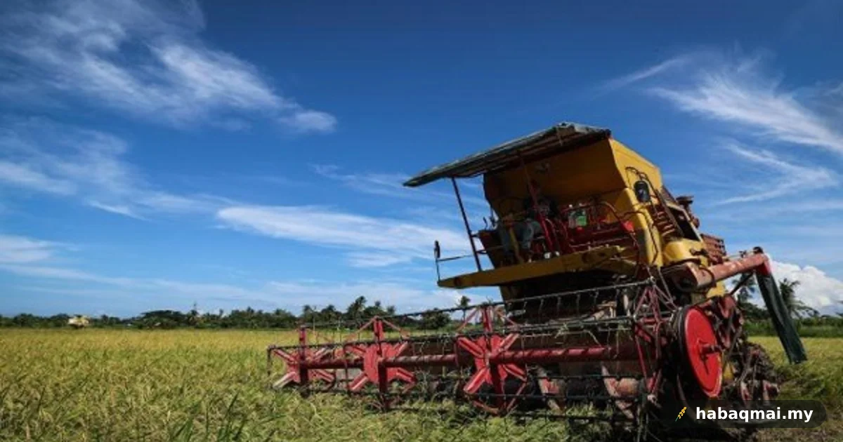 Baja 3 Lewat Sampai, Pesawah Yan Lega Padi Tak Rosak