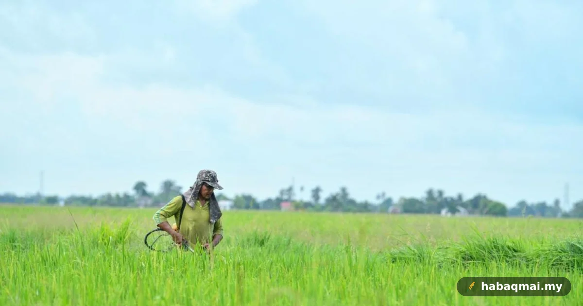 Pesawah Perlis bimbang potongan padi naik sampai 24 peratus