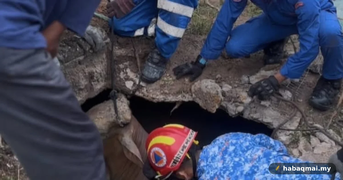 Lembu Jatuh Lubang Kumbahan Bandar Baharu, APM Selamatkan