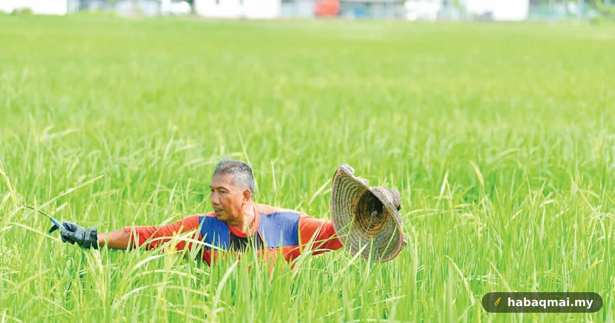 Pendapatan Pesawah MADA Susut Sampai 30 Peratus