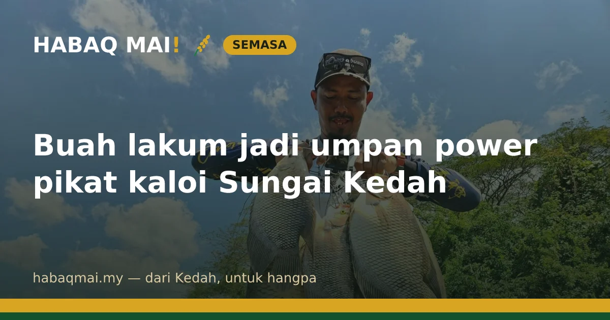 Buah lakum jadi umpan power pikat kaloi Sungai Kedah
