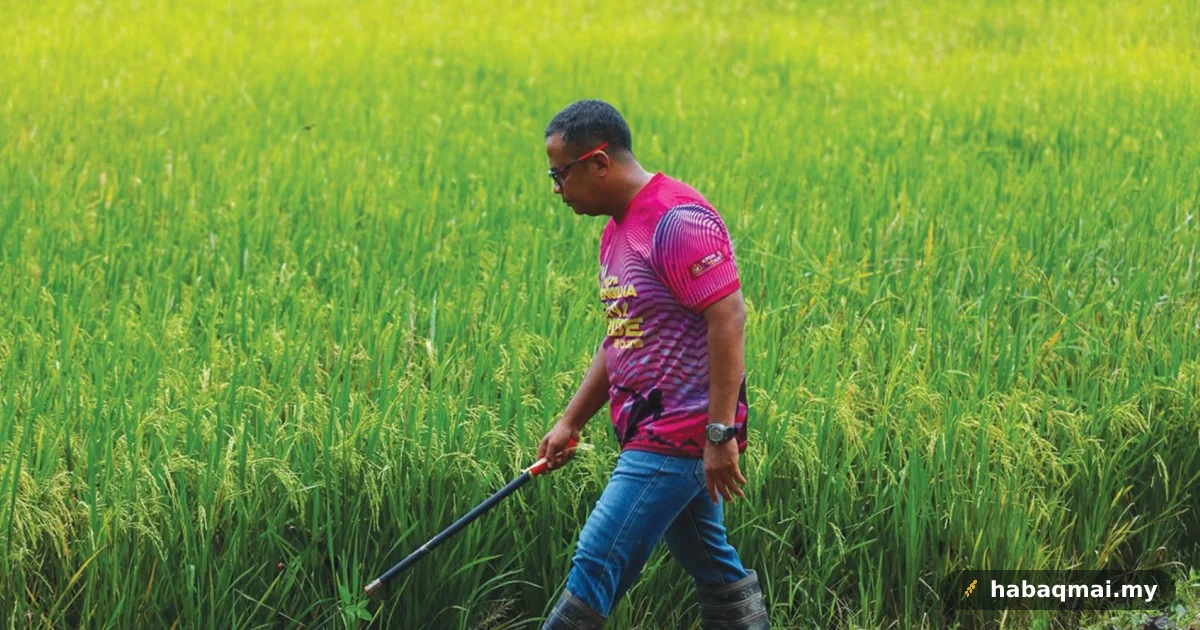 Anak muda Kedah makin tinggal sawah, pilih jadi kawal keselamatan